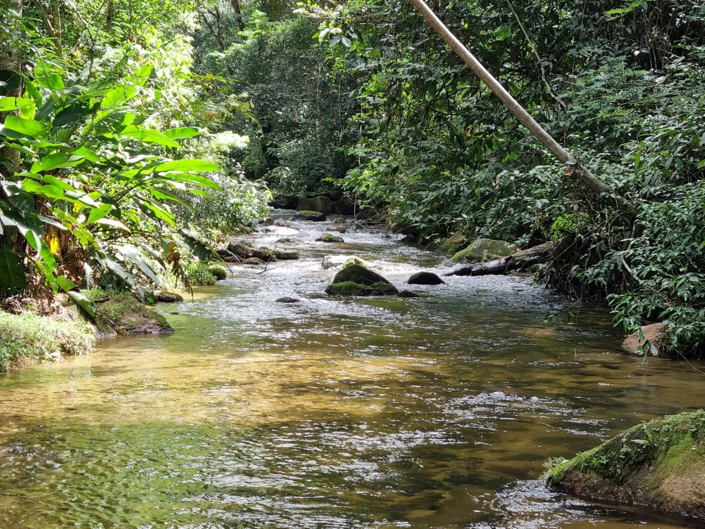 Rio com pedras no meio da mata