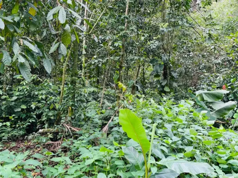 Terreno em Camburi, São Sebastião - foto 5 de 9