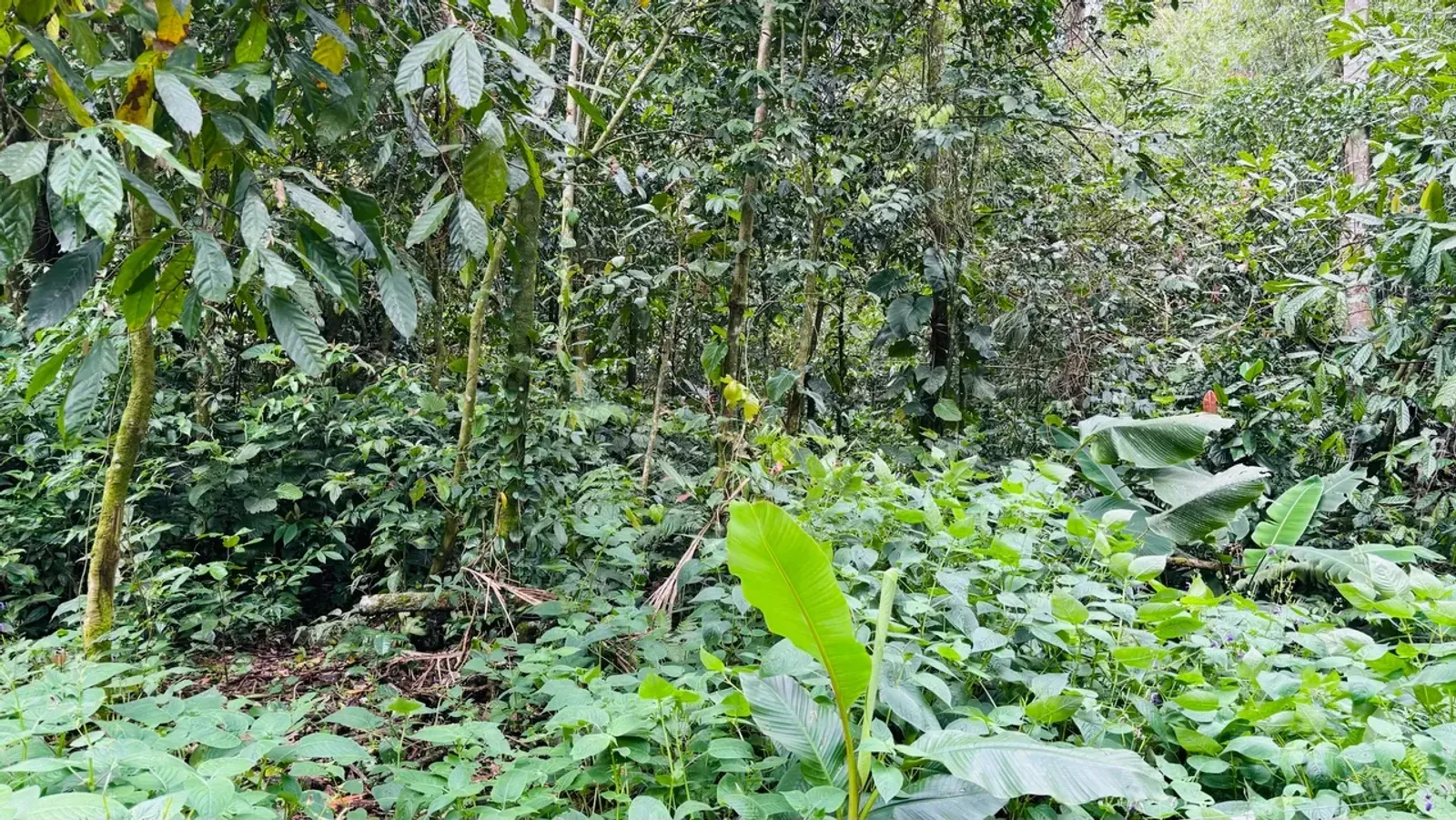 Terreno em Camburi, São Sebastião - foto 5 de 9