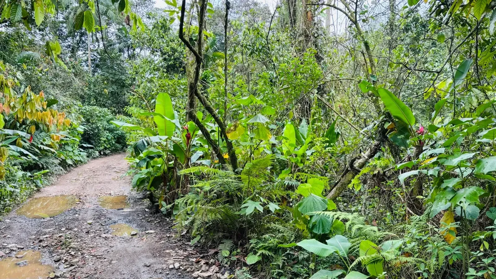 Terreno em Camburi, São Sebastião - foto 9 de 9