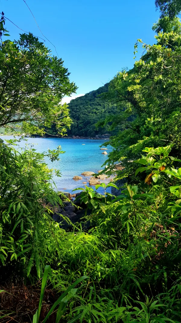 Enseada de águas claras cercada de mata em Ubatuba
